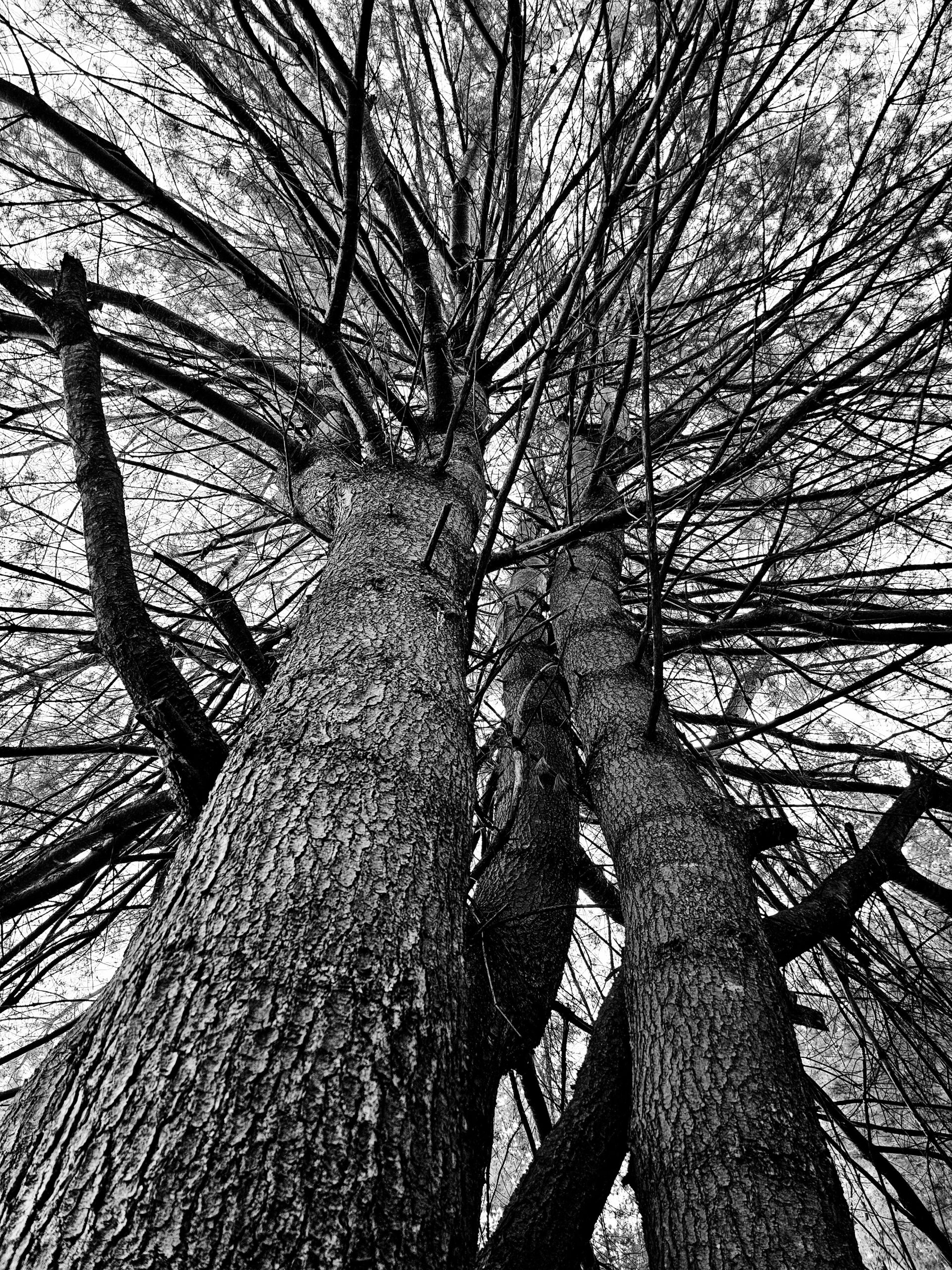 The wolf pine in my back yard